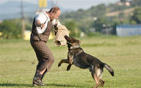 aggressive dog training orange county - angelika-altomari