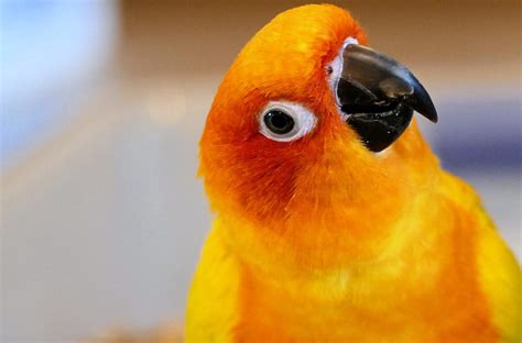 Sun Conure Parrot - Aratinga solstitialis | ThePerruches.com