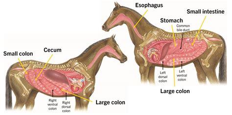 Healthy Digestion in Horses | SUCCEED by Freedom Health