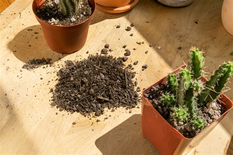 Cactus Soil and How it Differs From Regular Potting Mix