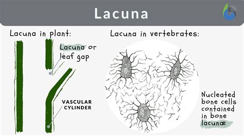 Lacuna Definition and Examples - Biology Online Dictionary