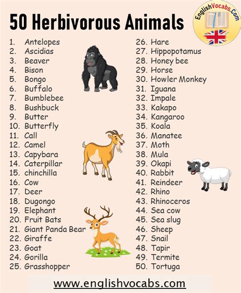 50 Herbivorous Animals Name List - English Vocabs