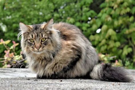 Long Haired Tabby Cat - Types, Breeds, Patterns