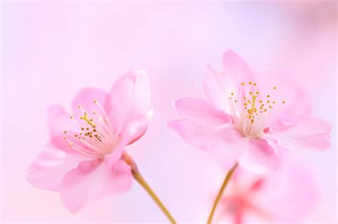 Free photo: Soft flower background - Beautiful, Closeup, Flower - Free Download - Jooinn