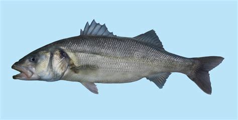 European Seabass Fishing Portrait Stock Photo - Image of seabass, spinning: 70722496