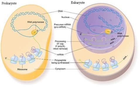 Gene Regulation In Eukaryotes Vs Prokaryotes