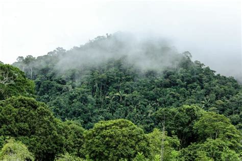 Governo recupera mirante do Parque Nacional da Serra do Divisor