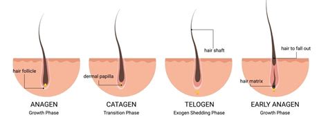 Hair Growth Cycle - Pharmacy Scope