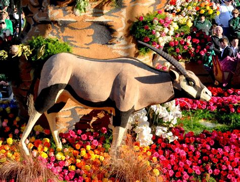 Western Asset Management - Safari (i), Tournament of Roses Parade, Pasadena, CA - 2014-01-01 ...