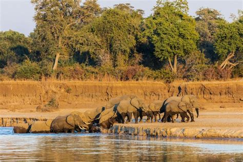 South Luangwa National Park | Sima Safari