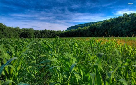 Corn Fields Wallpapers - Wallpaper Cave