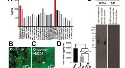 Epitope Mapping Of a Conformational Antibody For Early-stage Diagnosis of Alzheimer's Disease ...