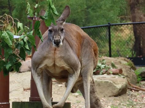 The Biggest Kangaroo Ever Recorded - Animals Around The Globe