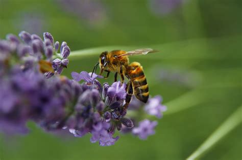 Bee pollinating purple flower free image download