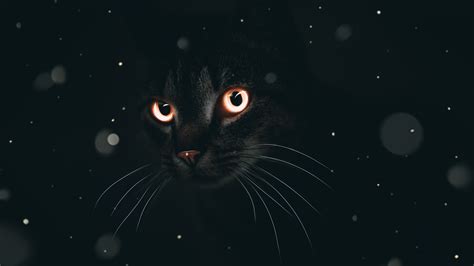 Dark Cat 4K Wallpapers | Wallpapers HD