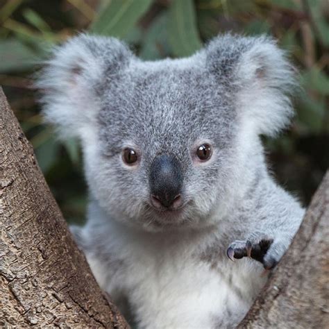 If you see anything cuter in your feed today I will be surprised! This Koala joey at ...