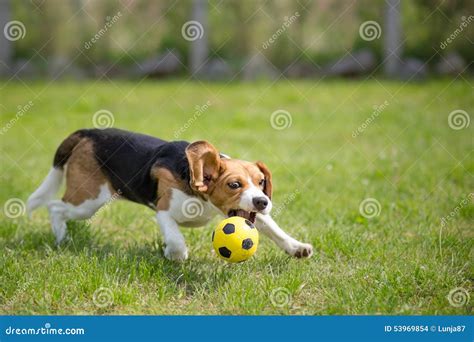 Beagle Dog Playing Football Stock Photo - Image of game, animal: 53969854