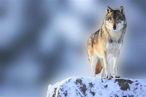 Snow Wolf Wallpapers - Wallpaper Cave