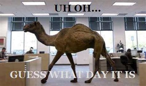 Hump Day Camel Meme Mike