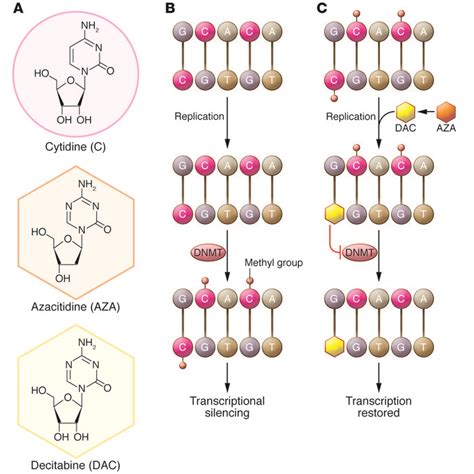 JCI - Clinical development of demethylating agents in hematology