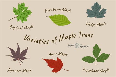 Get to Know a Variety of Maple Tree Species