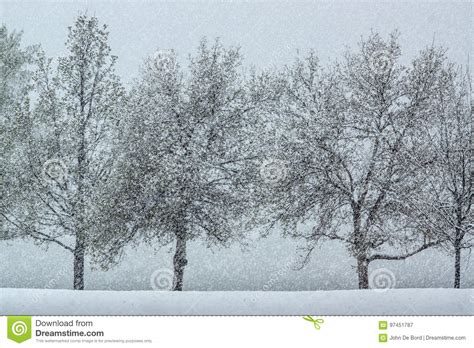 Snow Falling among Trees stock image. Image of scenery - 97451787