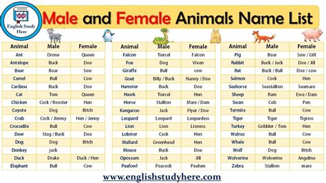 Male and Female Animals Name List | Male and female animals, Female pet ...