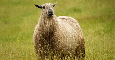 Sheepposting Day 9 - The Wensleydale : r/itcouldhappenhere