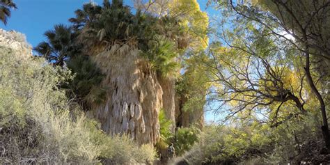 Visit Joshua Tree in One Day