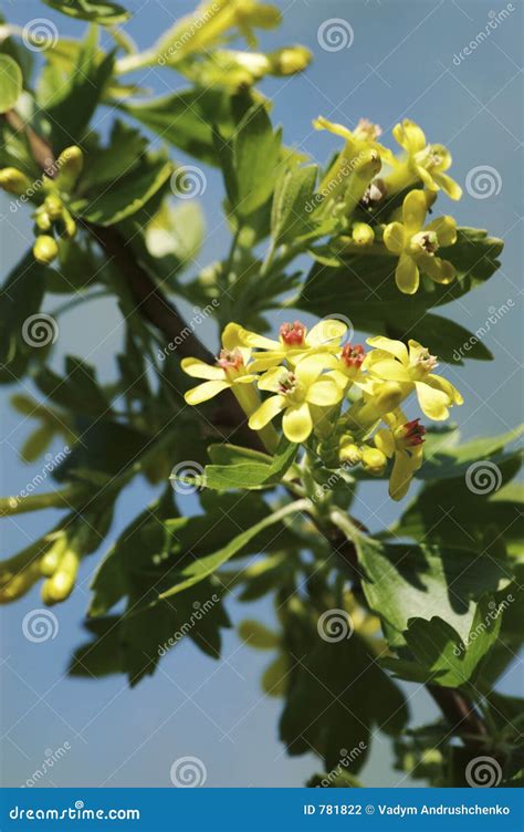 Black currant flowers stock photo. Image of blossom, leaves - 781822