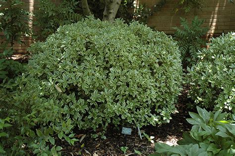 White Winter Daphne (Daphne odora 'Aureomarginata Alba') in Greensboro ...