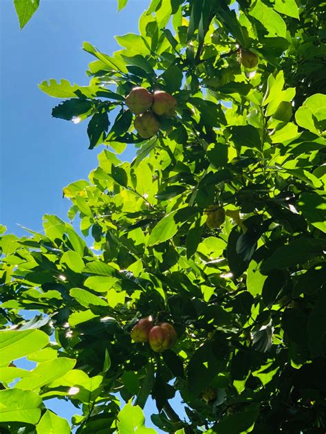 Ackee Seeds Blighia Sapida Seeds ONLY 5 Seeds. Grow Your Own - Etsy UK