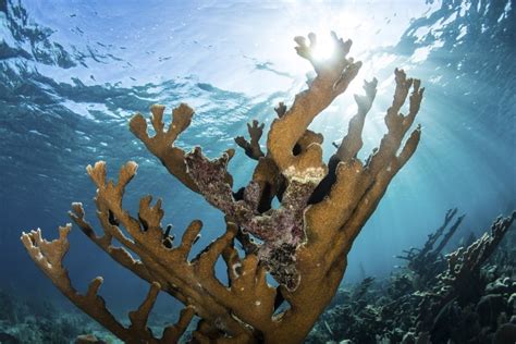 A colony of elkhorn coral grows on a healthy reef in the Caribbean Sea. Poster Print - Walmart ...