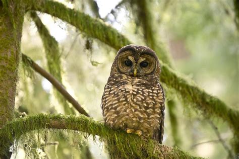 Spotted Owl Facts, Distribution, Habitat, Call, Diet, Pictures