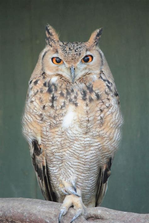 Cape Eagle Owl Diet - delgala