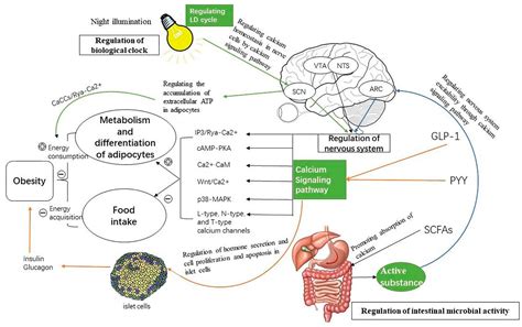 IJMS | Free Full-Text | Calcium Signaling Pathways: Key Pathways in the Regulation of Obesity