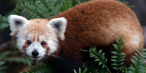 Red panda | Smithsonian's National Zoo