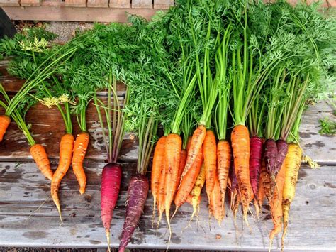 Growing Carrots in a Home Garden | University of Maryland Extension