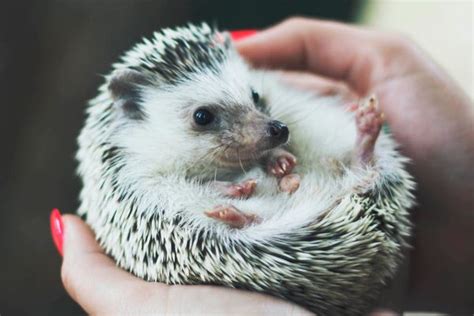 How to Treat Wobbly Hedgehog Syndrome