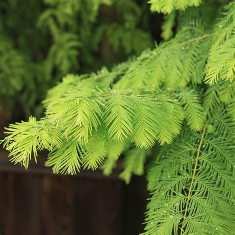 Dawn Redwood, Gold Rush - Campbells Nursery