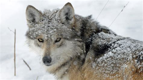 Winter-Loving Animals Play in the Snow (PHOTOS) | The Weather Channel