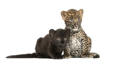 Baby Leopard - Animal Facts Encyclopedia