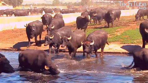 Wonderful Water Buffalo Farming | Amazing Buffalo Dairy Farm Modern ...