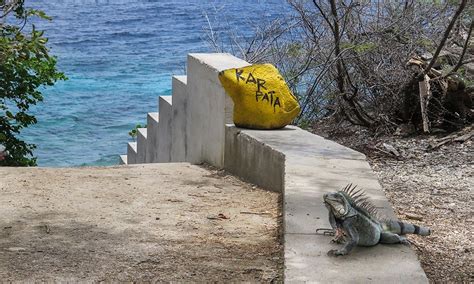 11 Of The Best Dive Sites in Bonaire - Caribbean | Bonaire, Diving, Caribbean diving