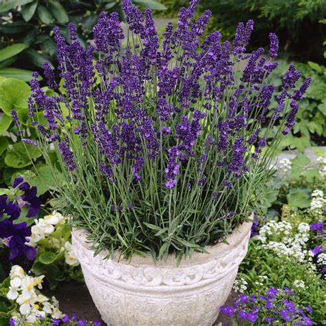 Lavender Hidcote Drought Tolerant Herb Garden Plants For Xeriscaping