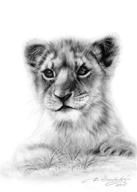 Lion Cub Drawing at PaintingValley.com | Explore collection of Lion Cub Drawing