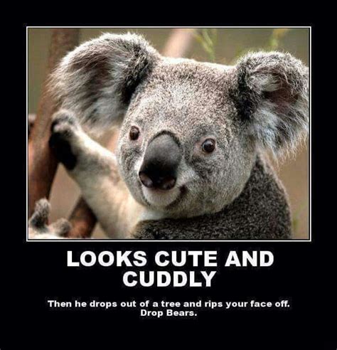 Drop Bear Memes - Funny Memes