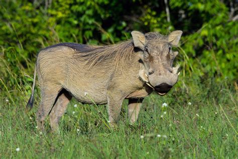 Pumba | Warthog looks like he's having a chuckle in Shimba H… | Flickr