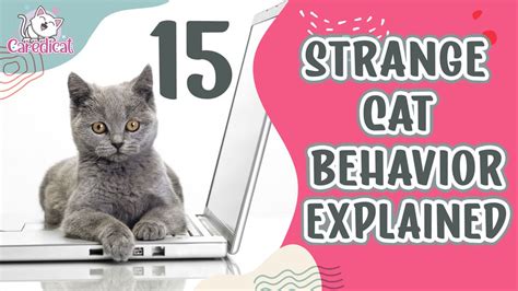 Strange-Cat-Behavior-Explained-1web