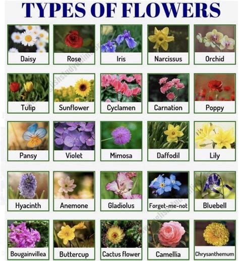 Types of flowers : r/coolguides